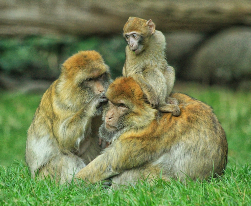 Monkey Business.jpg